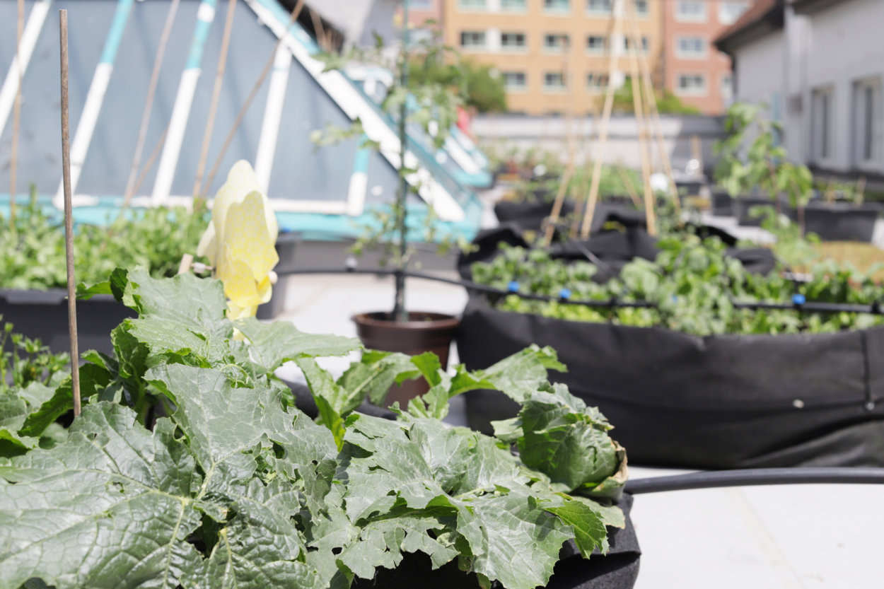 Green roof