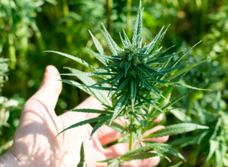 Gaia Hemp